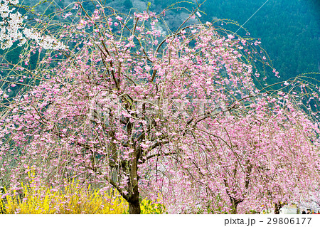 安野 花の駅公園 29806177