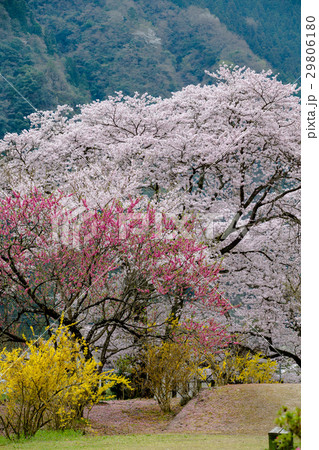 安野 花の駅公園 29806180