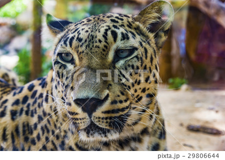 Portrait of Leopard 29806644