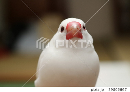 白文鳥 白文鳥 29806667