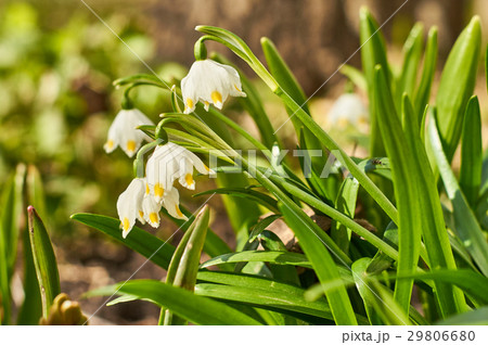 White snowflake flowers in spring 29806680
