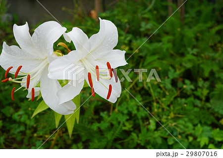 魅惑的な香りカサブランカ 29807016