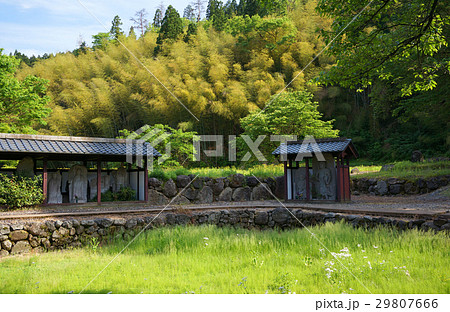 新緑の朝倉氏遺跡西山光照寺跡 29807666