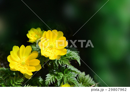 福寿草 29807962