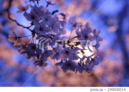 夜桜 夜桜 29808014