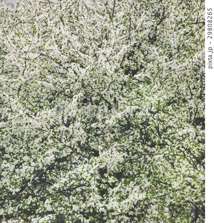 Blooming tree with white flowers, natural 29808265