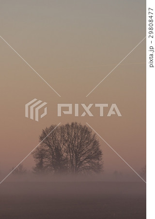 Group of trees without leaves in morning fog Group of trees without leaves in morning fog 29808477