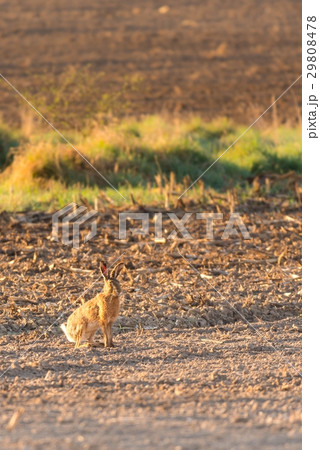 Male wild hare on the morning field Male wild hare on the morning field 29808478