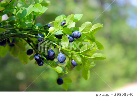branches with bilberry in the forest 29808940