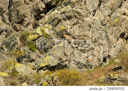 Mountain goat descends on stones 29809502