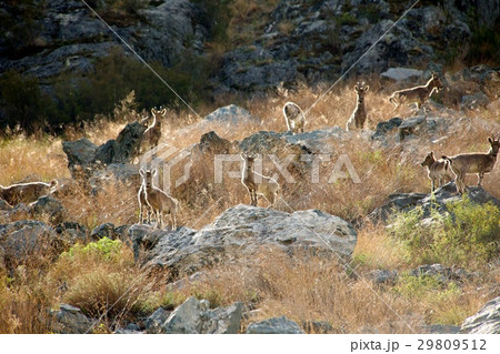 The family of mountain goats The family of mountain goats 29809512