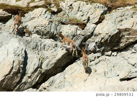 The family of mountain goats 29809531