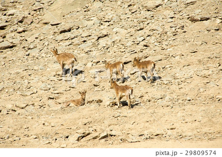 The family of mountain goats rest on the rocks The family of mountain goats rest on the rocks 29809574