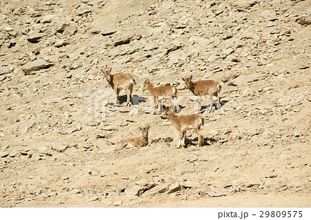 The family of mountain goats rest on the rocks The family of mountain goats rest on the rocks 29809575