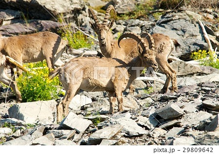 The family of mountain goats The family of mountain goats 29809642