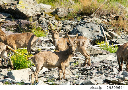 The family of mountain goats The family of mountain goats 29809644