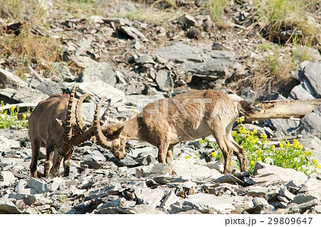 The family of mountain goats 29809647