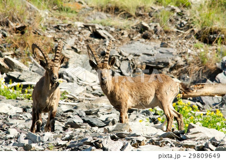 The family of mountain goats The family of mountain goats 29809649