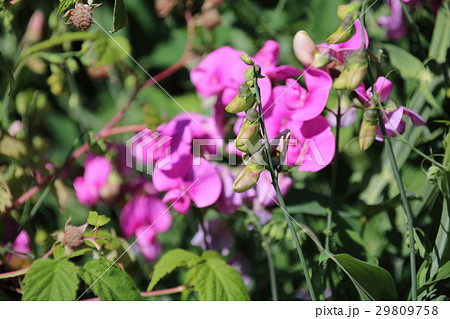 Lathyrus odoratus flowers in garden 29809758