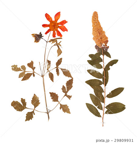 Set of wild dry pressed flowers and leaves Set of wild dry pressed flowers and leaves 29809931