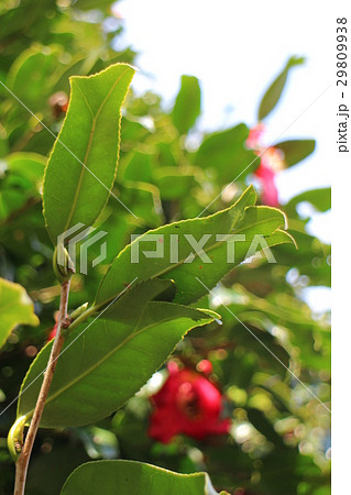 錦魚葉椿の葉　きんぎょばつばきの葉 29809938