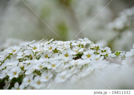 ゆきやなぎ 29811332