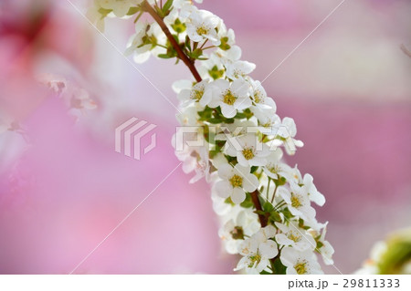 ゆきやなぎ 29811333