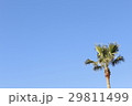 ヤシの木 29811499