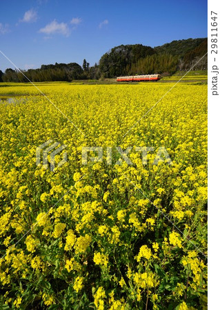 千葉県 小湊鉄道 石神の菜の花畑の写真素材