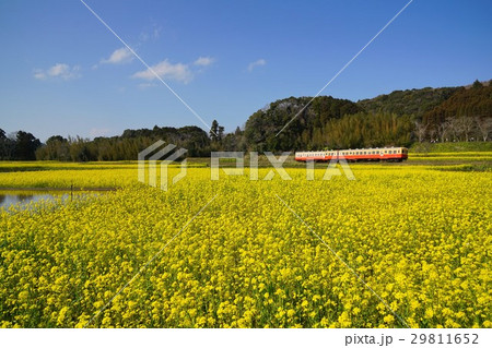 千葉県　小湊鉄道　石神の菜の花畑 29811652