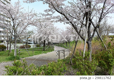 小松川千本桜 29811762