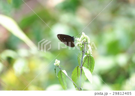 ツマムラサキマダラ マダラ蝶 蝶 29812405