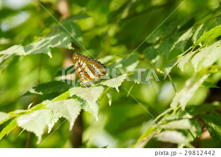 蝶 チョウ 蝴蝶 29812442