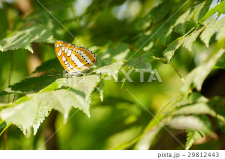 タテハ タテハチョウ科 マダラチョウ科 29812443