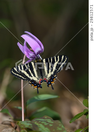 ギフチョウ　カタクリで吸蜜 29812571