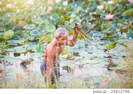 Old man thai farmer grow lotus in the season Old man thai farmer grow lotus in the season 29812799