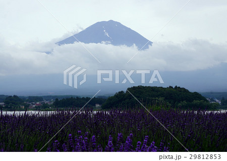 富士山とラベンダー 29812853