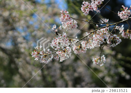 spring sakura pink flower 29813521