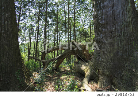 和歌山県・熊野古道・中辺路 大門坂の倒木 和歌山県・熊野古道・中辺路 大門坂の倒木 29813753