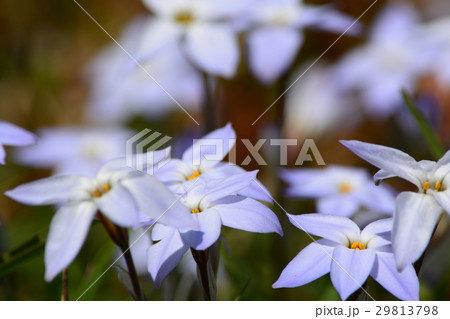 春の花　ハナニラ 29813798