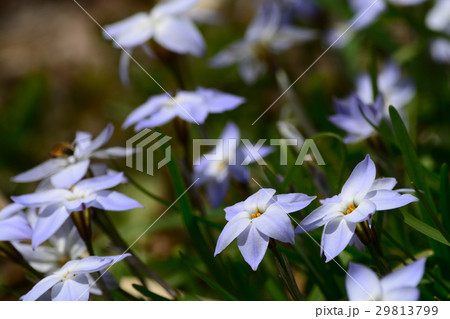 春の花　ハナニラ 29813799