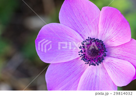 アネモネの花 29814032