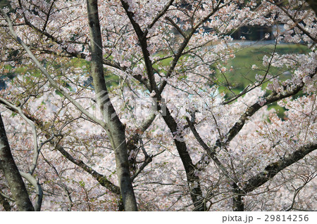 Beautiful Cherry blossom , white sakura flower Beautiful Cherry blossom , white sakura flower 29814256