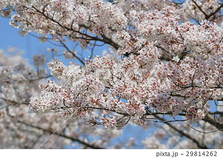 Sakura (Cherry Blossom) at Ho Park,  29814262