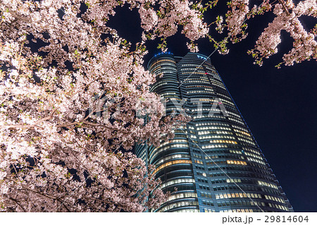 日本の春 東京の都市風景 六本木ヒルズの夜桜 の写真素材