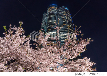 日本の春 東京の都市風景 六本木ヒルズの夜桜 の写真素材
