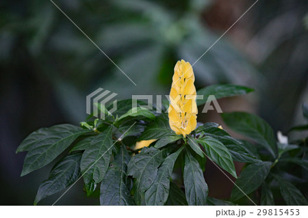 パキスタキス ルテア パキスタキス ルテア 29815453