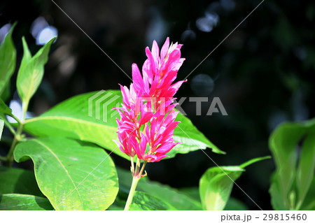 メガスケパスマ・エリトロクラミス メガスケパスマ・エリトロクラミス 29815460