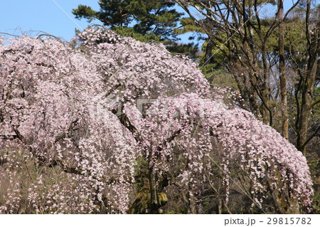 京都御所の木蓮 29815782