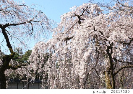 京都御所 近衛家邸宅跡の枝垂れ桜 京都御所 近衛家邸宅跡の枝垂れ桜 29817589